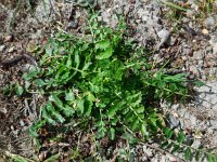 Petroselinum segetum 10, Wilde peterselie, Saxifraga-Ed Stikvoort