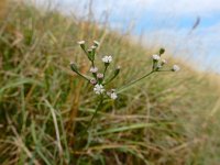 Petroselinum segetum 12, Wilde peterselie, Saxifraga-Ed Stikvoort