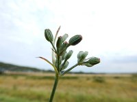 Petroselinum segetum 13, Wilde peterselie, Saxifraga-Ed Stikvoort