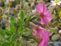 Petunia integrifolia 3, Saxifraga-Rutger Barendse