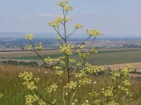 Peucedanum alsaticum 2, Saxifraga-Jan Willem Jongepier