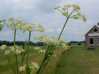 Peucedanum carvifolia 2, Karwijvarkenskervel, Saxifraga-Peter Meininger