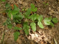 Peucedanum cervaria 2, Hertenkruid, Saxifraga-Rutger Barendse