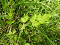 Peucedanum cervaria 3, Hertenkruid, Saxifraga-Rutger Barendse