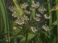 Peucedanum palustre 12, Melkeppe, Saxifraga-Jan van der Straaten