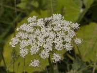 Peucedanum palustre 13, Melkeppe, Saxifraga-Jan van der Straaten