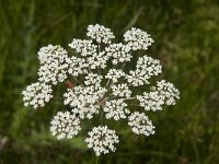 Peucedanum palustre 14, Melkeppe, Saxifraga-Jan van der Straaten