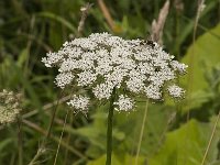 Peucedanum palustre 15, Melkeppe, Saxifraga-Jan van der Straaten