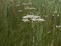 Peucedanum palustre 17, Melkeppe, Saxifraga-Jan van der Straaten