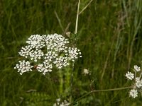 Peucedanum palustre 18, Melkeppe, Saxifraga-Jan van der Straaten