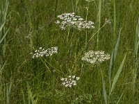 Peucedanum palustre 19, Melkeppe, Saxifraga-Jan van der Straaten