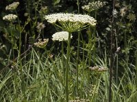 Peucedanum palustre 2, Melkeppe, Saxifraga-Marijke Verhagen