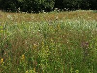 Peucedanum palustre 22, Melkeppe, Saxifraga-Hans Boll