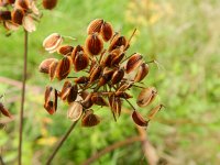 Peucedanum palustre 24, Melkeppe, Saxifraga-Rutger Barendse