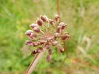 Peucedanum palustre 26, Melkeppe, Saxifraga-Rutger Barendse