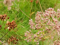 Peucedanum palustre 27, Melkeppe, Saxifraga-Rutger Barendse