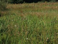 Peucedanum palustre 28, Melkeppe, Saxifraga-Hans Boll