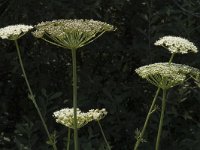 Peucedanum palustre 3, Melkeppe, Saxifraga-Marijke Verhagen