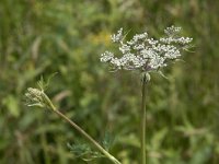 Peucedanum palustre 41, Melkeppe, Saxifraga-Willem van Kruijsbergen