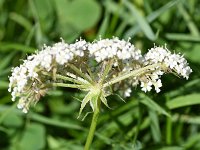 Peucedanum palustre 45, Melkeppe, Saxifraga-Sonja Bouwman  780. Melkeppe - Peucedanum palustre - Apiaceae familie (i)