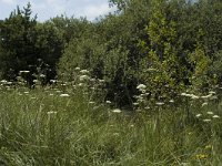 Peucedanum palustre 5, Melkeppe, Saxifraga-Marijke Verhagen