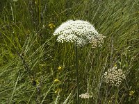 Peucedanum palustre 8, Melkeppe, Saxifraga-Marijke Verhagen