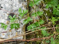 Peucedanum venetum 2, Saxifraga-Rutger Barendse