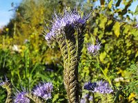 Phacelia tanacetifolia 12, Phacelia, Saxifraga-Roel Meijer