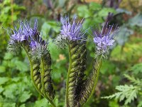 Phacelia tanacetifolia 13, Phacelia, Saxifraga-Roel Meijer