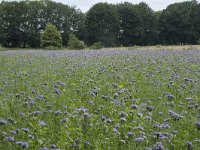 Phacelia tanacetifolia 14, Phacelia, Saxifraga-Willem van Kruijsbergen