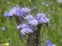 Phacelia tanacetifolia 15, Phacelia, Saxifraga-Willem van Kruijsbergen