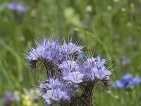 Phacelia tanacetifolia 16, Phacelia, Saxifraga-Willem van Kruijsbergen