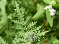 Phacelia tanacetifolia 19, Phacelia, Saxifraga-Sonja Bouwman