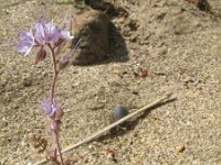 Phacelia tanacetifolia 2, Phacelia, Saxifraga-Rutger Barendse