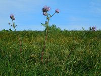 Phacelia tanacetifolia 3, Phacelia, Saxifraga-Ed Stikvoort