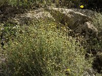 Phagnalon graecum 5, Saxifraga-Jan van der Straaten