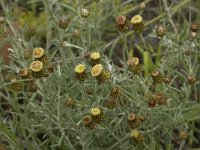 Phagnalon rupestre 4, Saxifraga-Willem van Kruijsbergen