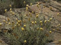 Phagnalon saxatile 9, Saxifraga-Jan van der Straaten