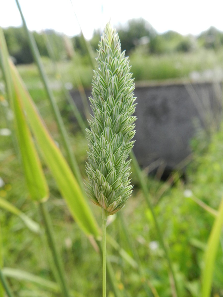 phalaris aquatica