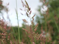 Phalaris arundinacea 13, Rietgras, Saxifraga-Rutger Barendse