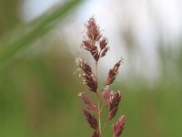 Phalaris arundinacea 14, Rietgras, Saxifraga-Rutger Barendse