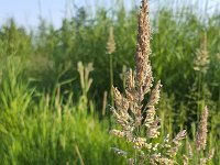 Flowering Reed canary grass (Phalaris arundinacea)  Flowering Reed canary grass (Phalaris arundinacea) : ear, ears, flower, flowering, flowers, grass, grasses, Phalaris arundinacea, Reed canary grass, summer, summertime, flora, floral, natural, nature, no people, nobody, outside, plant, plants, vascular