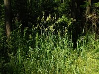 Phalaris arundinacea 2, Rietgras, Saxifraga-Jan van der Straaten