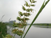 Phalaris arundinacea 4, Rietgras, Saxifraga-Rutger Barendse