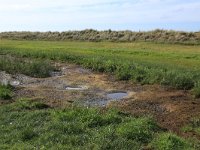 Phalaris arundinacea 8, Rietgras, Saxifraga-Hans Boll