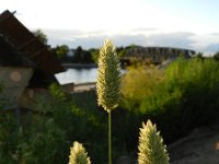 Phalaris canariensis 4, Kanariezaad, Saxifraga-Rutger Barendse