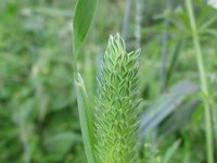 Phalaris minor 2, Saxifraga-Rutger Barendse