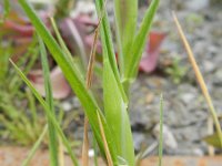 Phalaris paradoxa 2, Saxifraga-Rutger Barendse