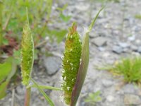 Phalaris paradoxa 3, Saxifraga-Rutger Barendse