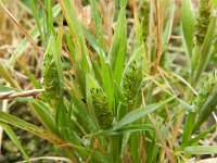 Phalaris paradoxa 4, Saxifraga-Rutger Barendse